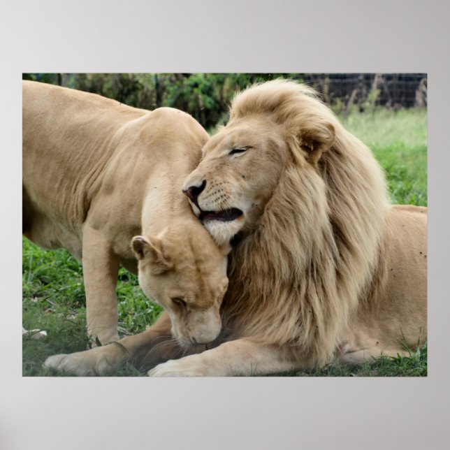 Affiches Lions-Lèvres en Afrique du Sud (Devant)