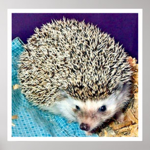 Affiches Lioti le hérisson