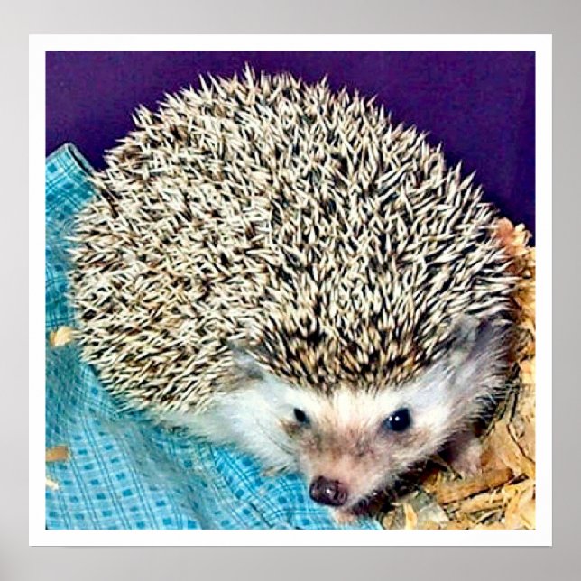 Affiches Lioti le hérisson (Devant)
