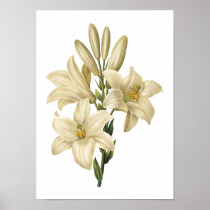 Affiches lis blanc (Lilium candidum) par Redouté