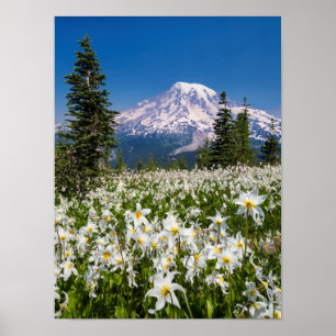 Affiches Lis de l'avalanche et Mont Rainier 2