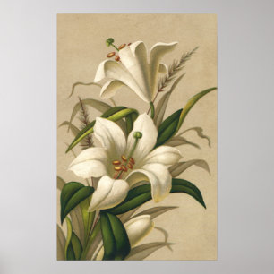Affiches Lis de Pâques vintages, fleurs victoriennes en