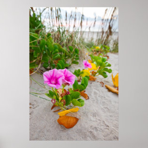 Affiches Lis des plages (Ipomoea Stolonifera)