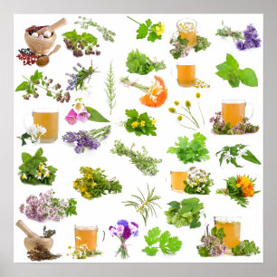 Affiches Liste des plantes de la médecine traditionnelle à 