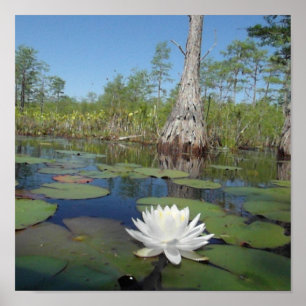 Affiches Lit d'eau 2