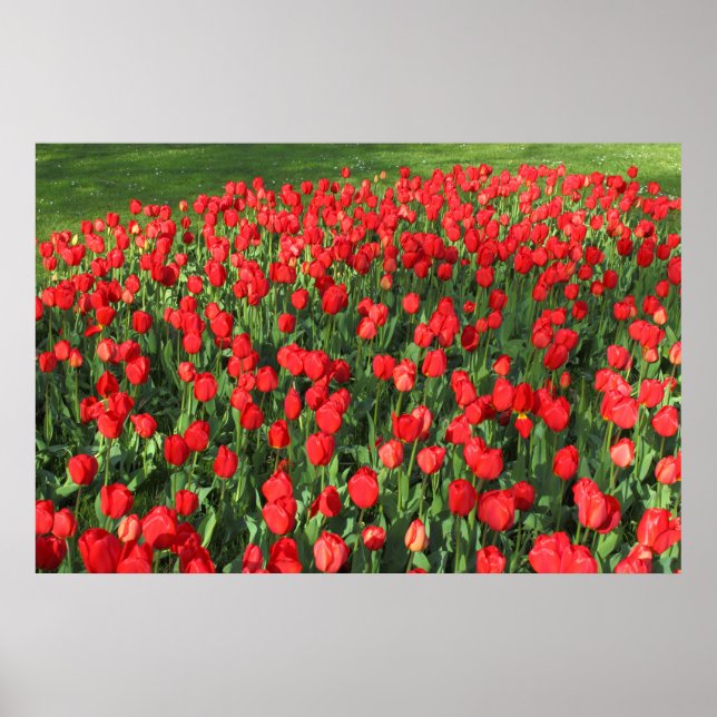 Affiches Lit des Tulipes rouges 02 (Devant)