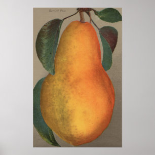Affiches Lithographie de Chromo de fruit de poire bartlett