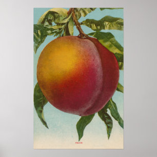 Affiches Lithographie de chromo de fruits de PeachFruitStat