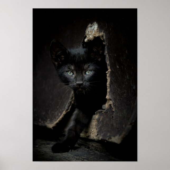 Affiches Little Black Kitty (Devant)