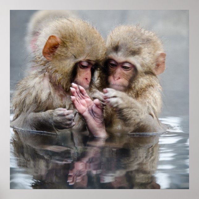 Affiches Little Monkeys | Hot Springs, Japon (Devant)