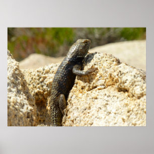 Affiches Lizard d'épinette à dos jaune à Joshua Tree