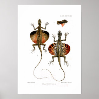 Affiches Lizard volant