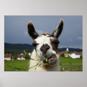 Affiches Llama la plus froide