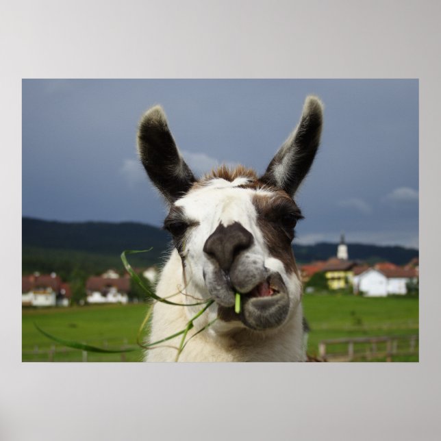 Affiches Llama la plus froide (Devant)