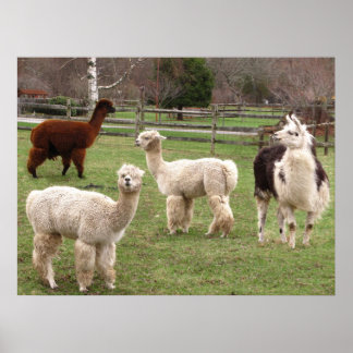 Affiches Llama Melange ~ imprimer