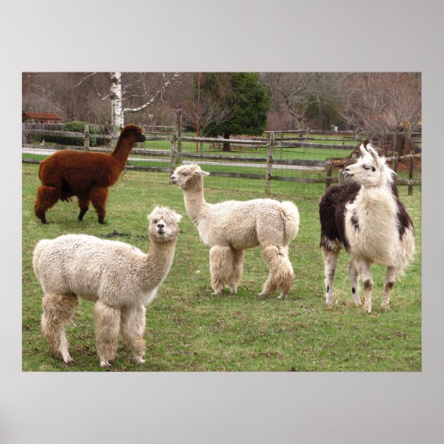 Affiches Llama Melange ~ imprimer (Devant)