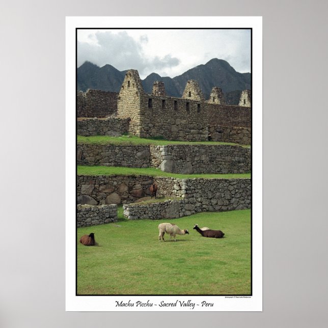 Affiches Llamas de Machu Picchu Pérou (Devant)