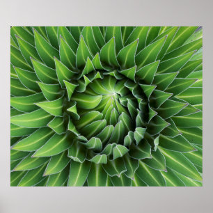 Affiches Lobelia géante  Parc national du Mont Kenya, Keny