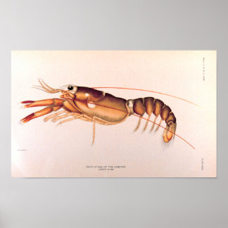 Affiches Lobster