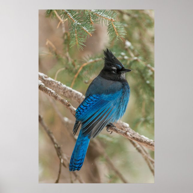 Affiches L'oiseau-geai de Steller dans l'arbre (Devant)