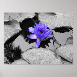 Affiches Lone Water Lily