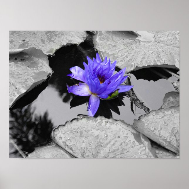 Affiches Lone Water Lily (Devant)