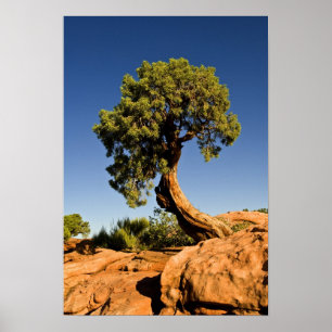 Affiches Lonesome Cedar, Deadhorse Point State Park,