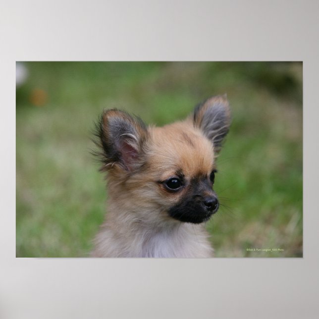 Affiches Long Haired Chihuahua Chiuppy regardant la caméra (Devant)