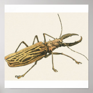 Affiches Longhorn Beetle