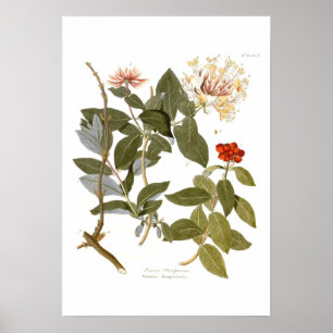 Affiches Lonicera periclymenum (Honeysuckle)