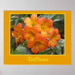 Affiches L'orange de méditation de zen de brillant fleurit