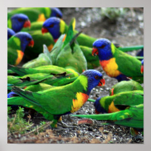 Affiches Lorikees arc-en-ciel australiens