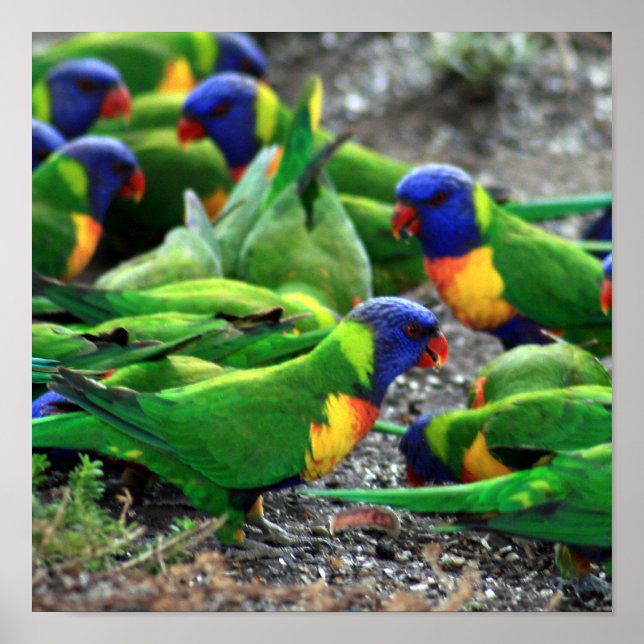 Affiches Lorikees arc-en-ciel australiens (Devant)