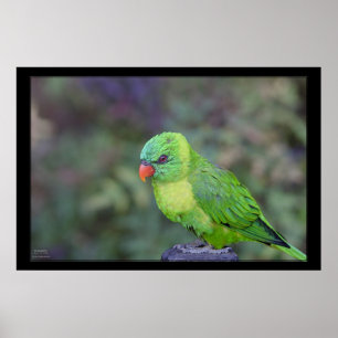 Affiches Lorikeet vert