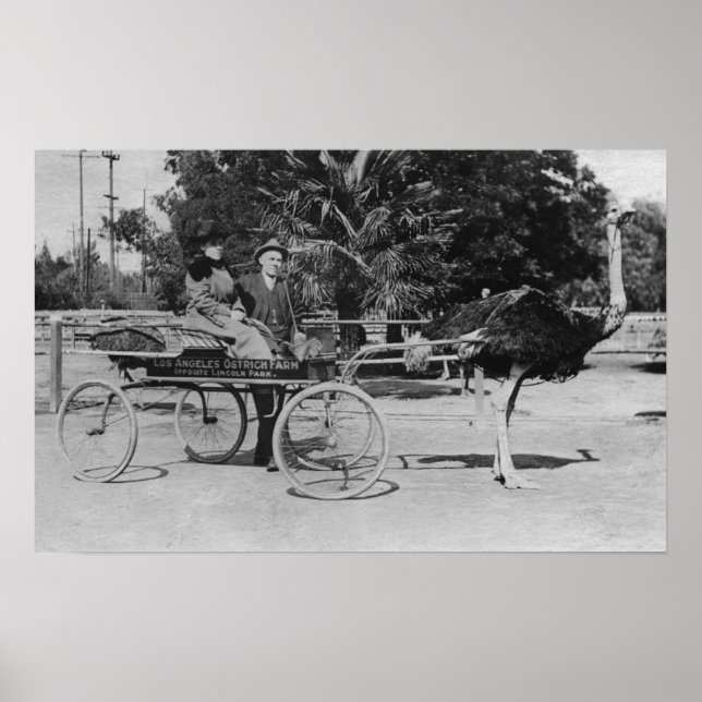 Affiches Los Angeles, CA Ostrich Farm Cart Scene (Devant)