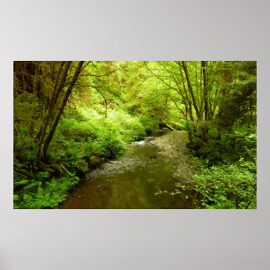 Affiches Lost Man Creek I à Redwood National Park