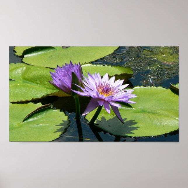 Affiches Lotus (Devant)