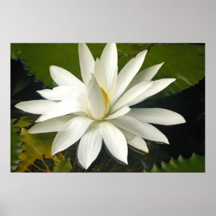 Affiches Lotus blanc