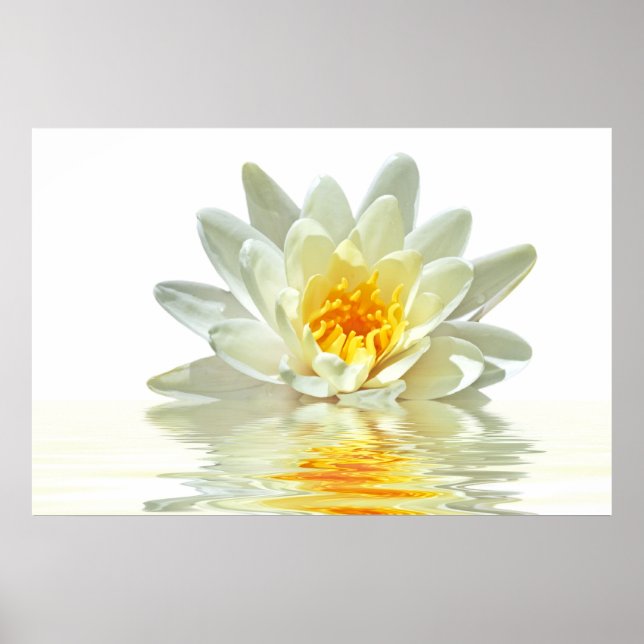 Affiches lotus blanc flottant dans l'eau (Devant)