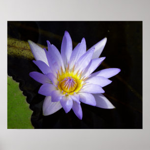 Affiches lotus bleu du Nil