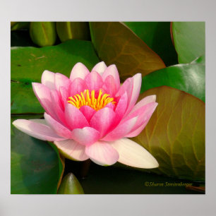 AFFICHES LOTUS BLOSSOM, ROSE AVEC CENTRE D'OR SUR LILY PADS