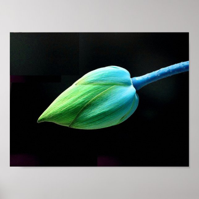 Affiches Lotus Bud (Devant)