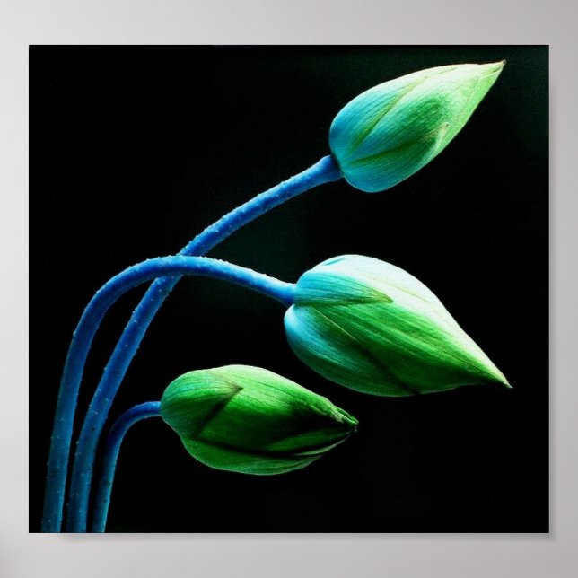 Affiches Lotus Buds (Devant)