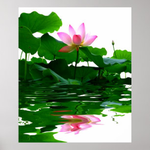 Affiches Lotus eau verte zen tranquillité paix belle
