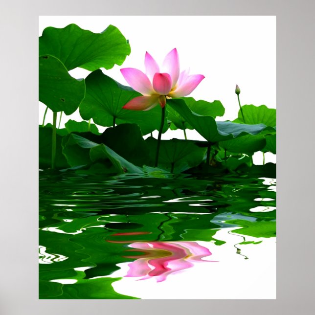 Affiches Lotus eau verte zen tranquillité paix belle (Devant)