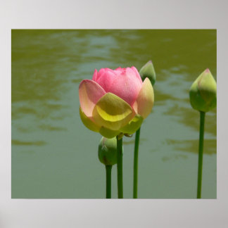 Affiches Lotus en fleur