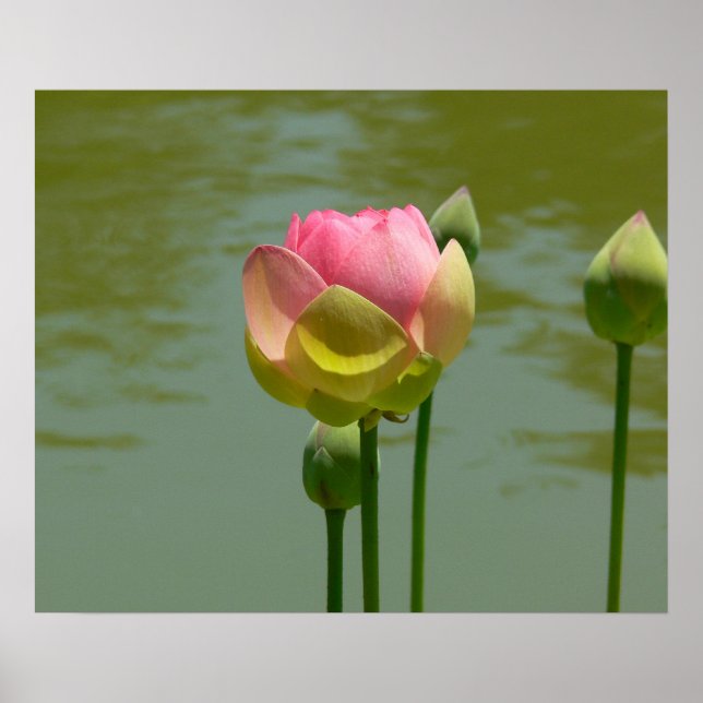 Affiches Lotus en fleur (Devant)