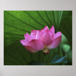 Affiches Lotus Ohga, jardin Sankei-en, Yokohama, Japon