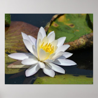 Affiches Lotus paisible pour un espace qui a besoin de zen