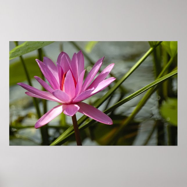 Affiches Lotus rose (Devant)